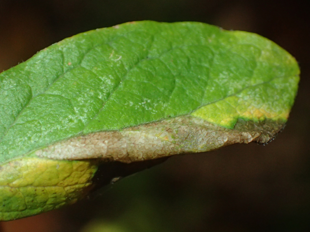 Huckleberry Leafminer