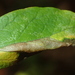 Huckleberry Leafminer - Photo (c) Charley Eiseman, some rights reserved (CC BY-NC), uploaded by Charley Eiseman