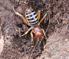 Ammopelmatus fuscus
