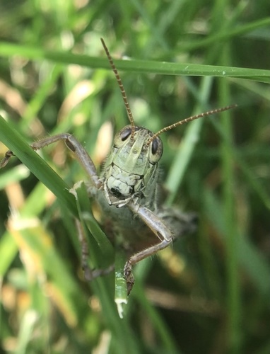 Red-legged grasshopper