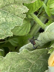 Leptoglossus gonagra