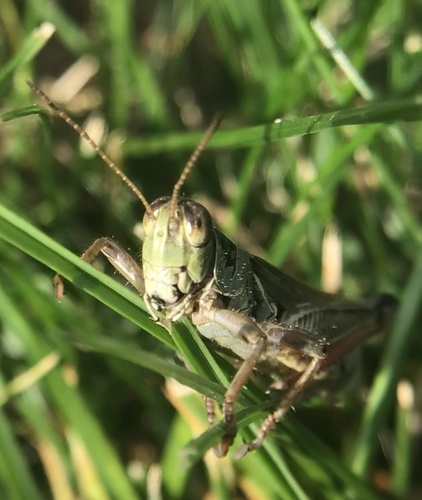 Red-legged grasshopper