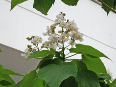 Catalpa bignonioides