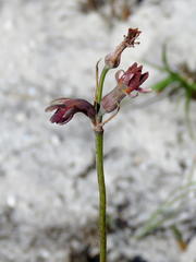 Tulbaghia alliacea