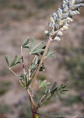 Lupinus lepidus sellulus