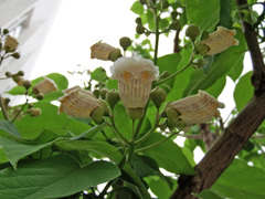 Catalpa bignonioides