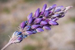 Lupinus lepidus sellulus