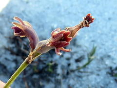 Tulbaghia alliacea