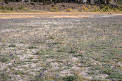 Lupinus lepidus sellulus