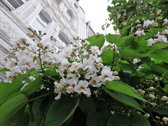 Catalpa bignonioides