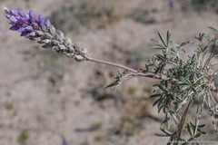Lupinus lepidus sellulus