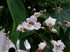 Catalpa bignonioides