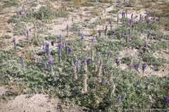 Lupinus lepidus sellulus