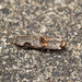 Cryptalaus larvatus - Photo (c) Jan Ho,  זכויות יוצרים חלקיות (CC BY-NC), הועלה על ידי Jan Ho