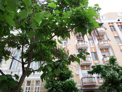 Catalpa bignonioides