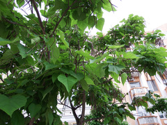 Catalpa bignonioides