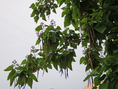 Catalpa bignonioides