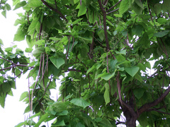 Catalpa bignonioides