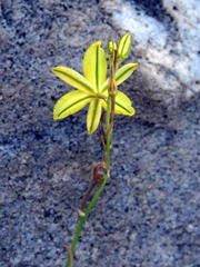 Bulbine favosa