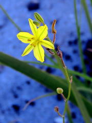 Bulbine favosa