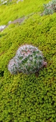 Mammillaria gilensis