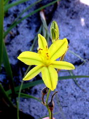 Bulbine favosa