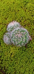 Mammillaria gilensis