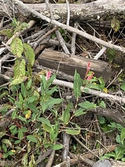 Persicaria orientalis