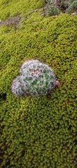 Mammillaria gilensis