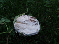 Agaricus campestris