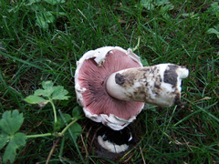 Agaricus campestris