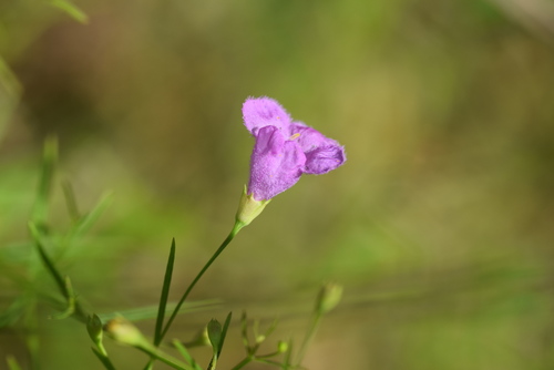 Image of Agalinis homalantha by (c) Blake Bringhurst, some rights reserved (CC BY)