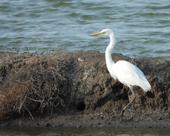 Ardea alba