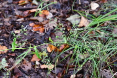 Bupleurum longiradiatum