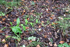 Bupleurum longiradiatum