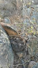 Dioscorea elephantipes