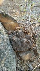 Dioscorea elephantipes