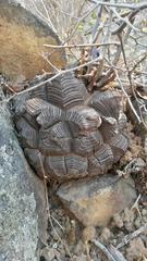 Dioscorea elephantipes