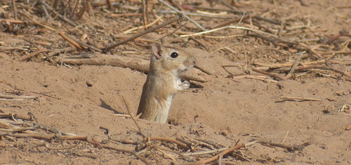 Moroccan Jird (Meriones grandis) — Least Concern Mammalia