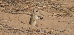 Moroccan Jird photo 1