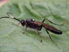 Vulgichneumon