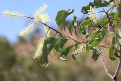 Grevillea dimidiata