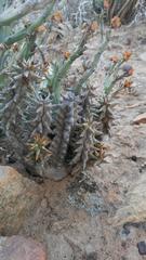 Quaqua mammillaris