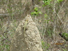 Diporiphora jugularis