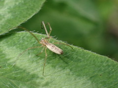 Tetragnatha montana