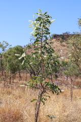 Grevillea dimidiata