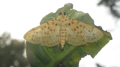 Conogethes