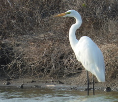 Ardea alba