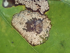 Phyllonorycter basistrigella