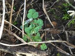 Oxalis imbricata violacea